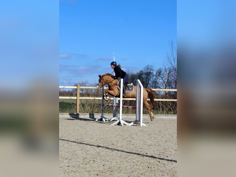 Deutsches Reitpony Wallach 6 Jahre 143 cm Fuchs in Freienwill