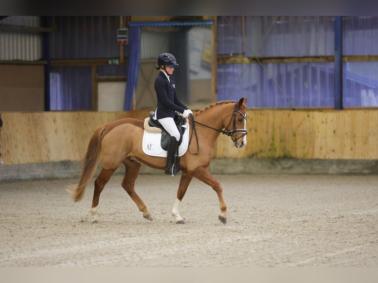 Deutsches Reitpony Wallach 6 Jahre 143 cm Fuchs in Freienwill