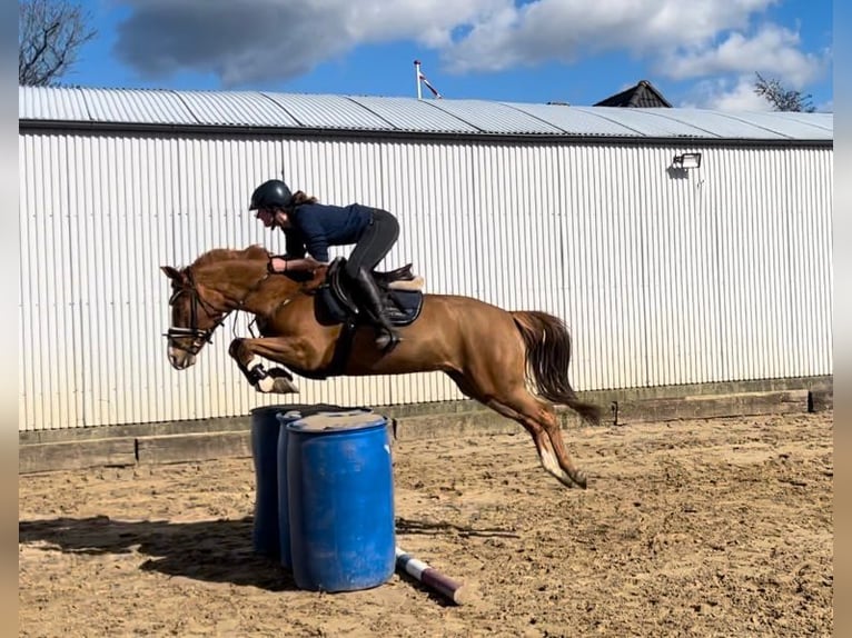 Deutsches Reitpony Wallach 6 Jahre 143 cm Fuchs in Freienwill