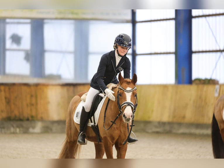 Deutsches Reitpony Wallach 6 Jahre 143 cm Fuchs in Freienwill