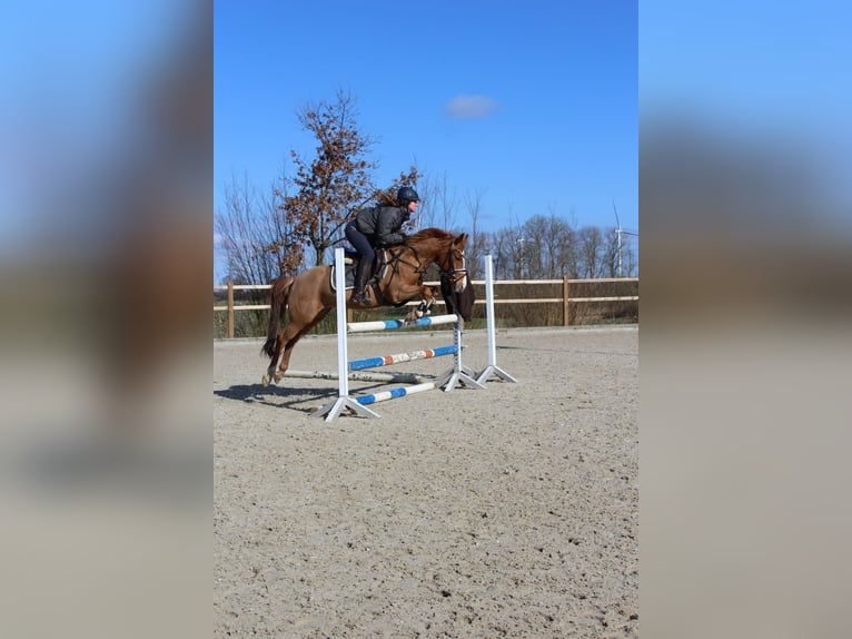 Deutsches Reitpony Wallach 6 Jahre 143 cm Fuchs in Freienwill