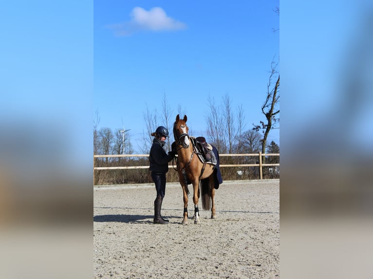 Deutsches Reitpony Wallach 6 Jahre 143 cm Fuchs in Freienwill