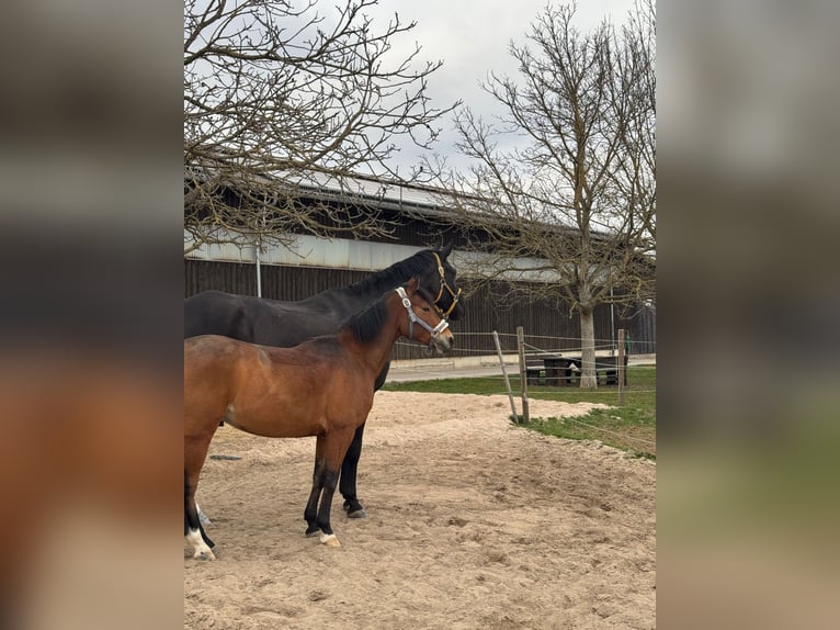 Deutsches Reitpony Wallach 6 Jahre 143 cm Hellbrauner in Magstadt