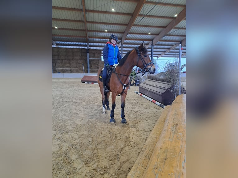 Deutsches Reitpony Wallach 6 Jahre 143 cm Hellbrauner in Magstadt