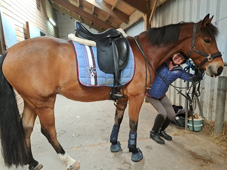 Deutsches Reitpony Wallach 6 Jahre 143 cm Hellbrauner in Magstadt