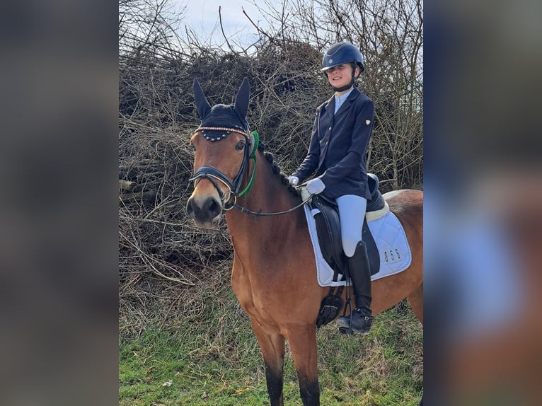 Deutsches Reitpony Wallach 6 Jahre 143 cm Hellbrauner in Magstadt