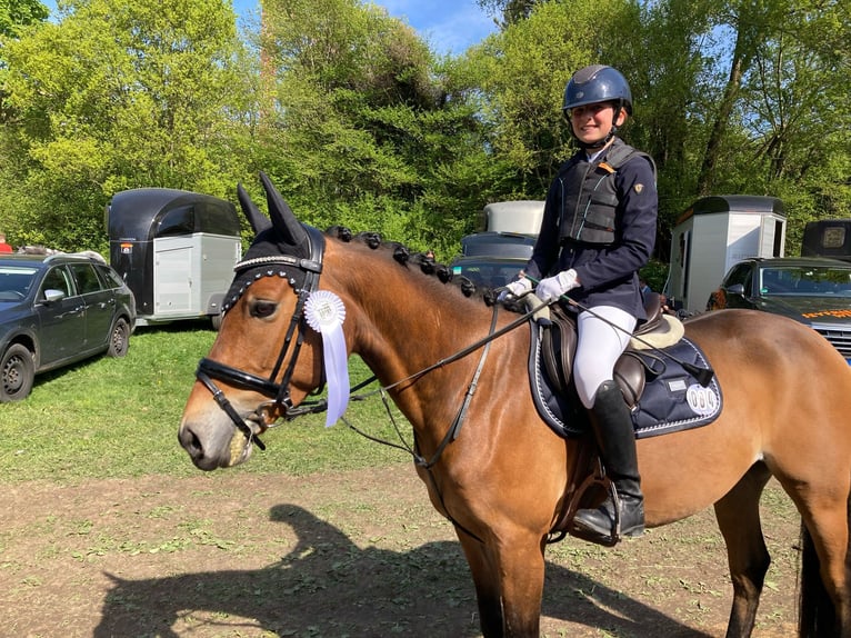 Deutsches Reitpony Wallach 6 Jahre 143 cm Hellbrauner in Magstadt