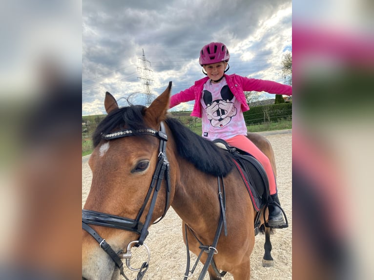 Deutsches Reitpony Wallach 6 Jahre 143 cm Hellbrauner in Magstadt