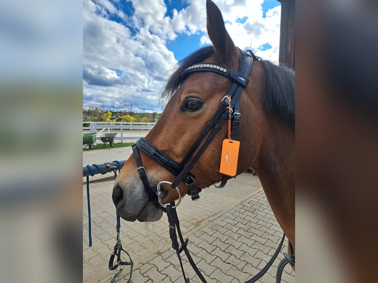 Deutsches Reitpony Wallach 6 Jahre 143 cm Hellbrauner in Magstadt