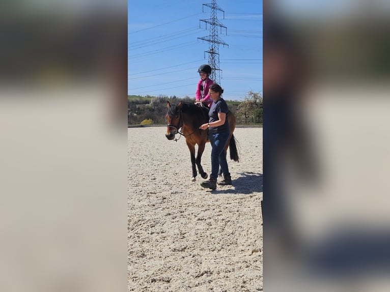 Deutsches Reitpony Wallach 6 Jahre 143 cm Hellbrauner in Magstadt