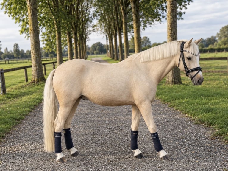 Deutsches Reitpony Wallach 6 Jahre 143 cm Palomino in Kevelaer