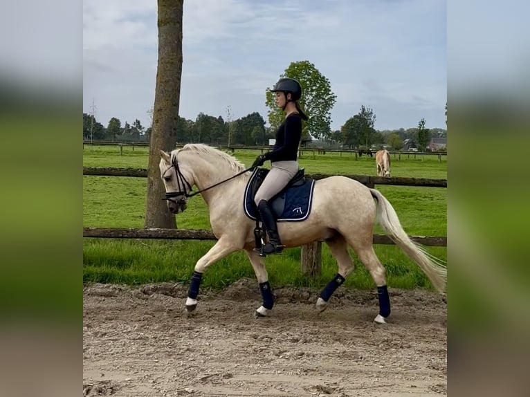 Deutsches Reitpony Wallach 6 Jahre 143 cm Palomino in Kevelaer