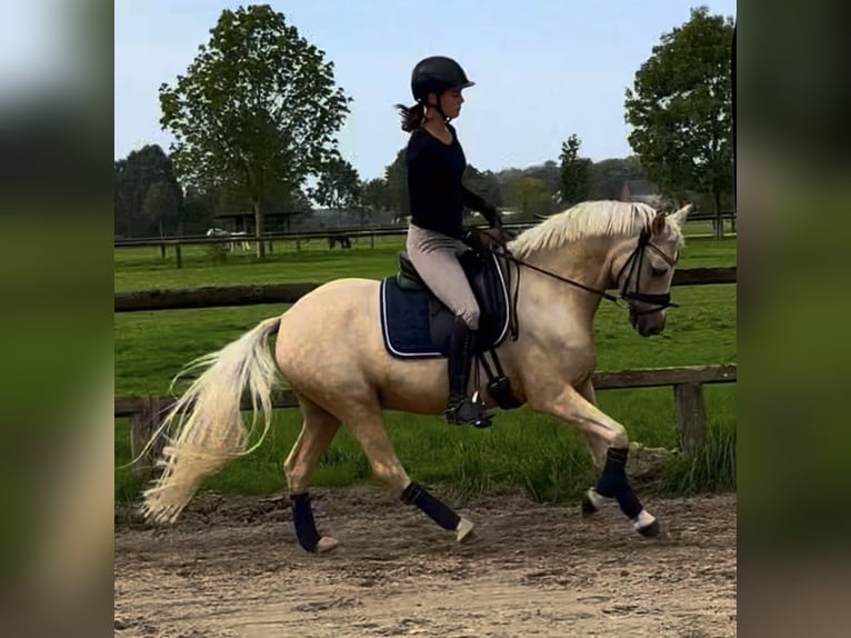 Deutsches Reitpony Wallach 6 Jahre 143 cm Palomino in Kevelaer