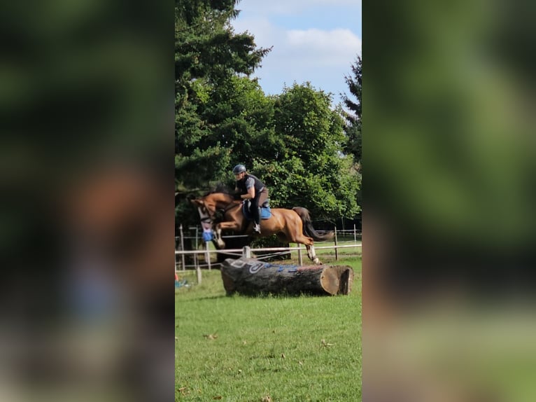 Deutsches Reitpony Wallach 6 Jahre 144 cm Dunkelfuchs in Reiskirchen