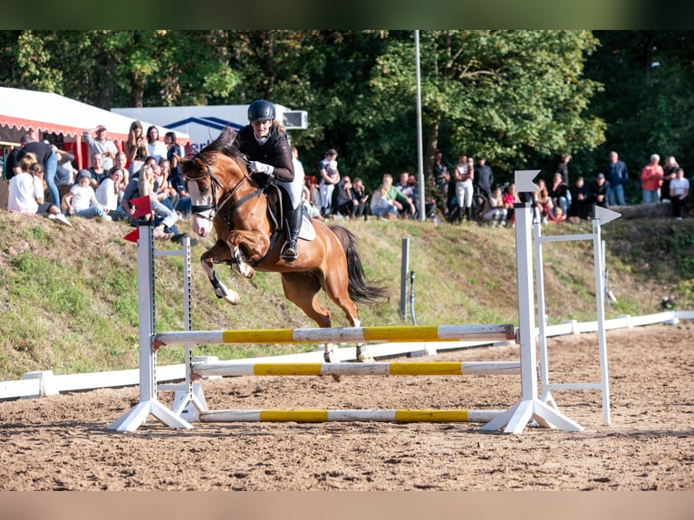 Deutsches Reitpony Wallach 6 Jahre 144 cm Dunkelfuchs in Reiskirchen