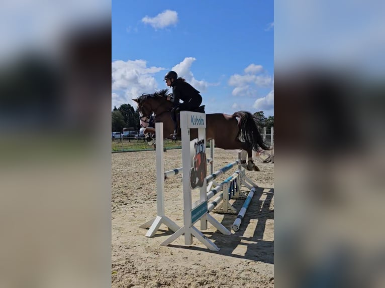 Deutsches Reitpony Wallach 6 Jahre 144 cm Dunkelfuchs in Reiskirchen
