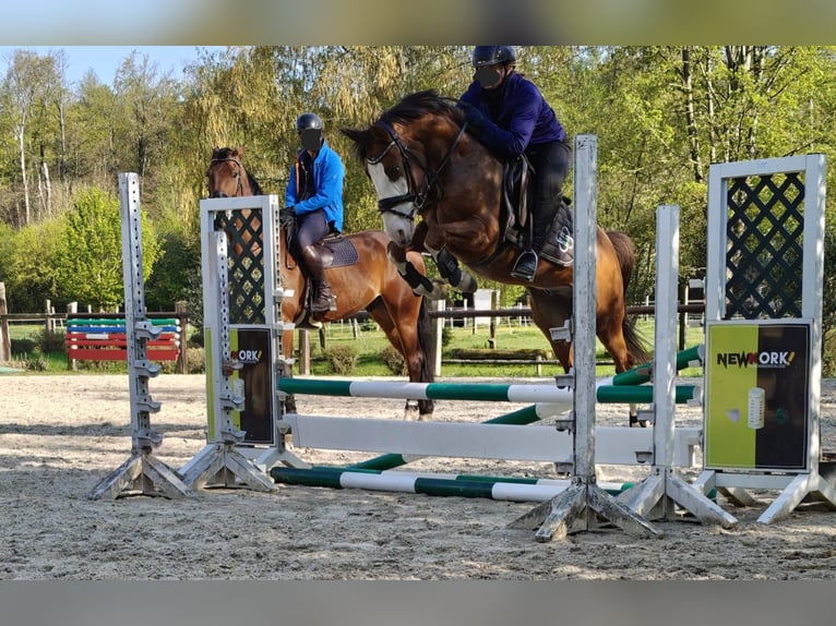 Deutsches Reitpony Wallach 6 Jahre 144 cm Dunkelfuchs in Reiskirchen