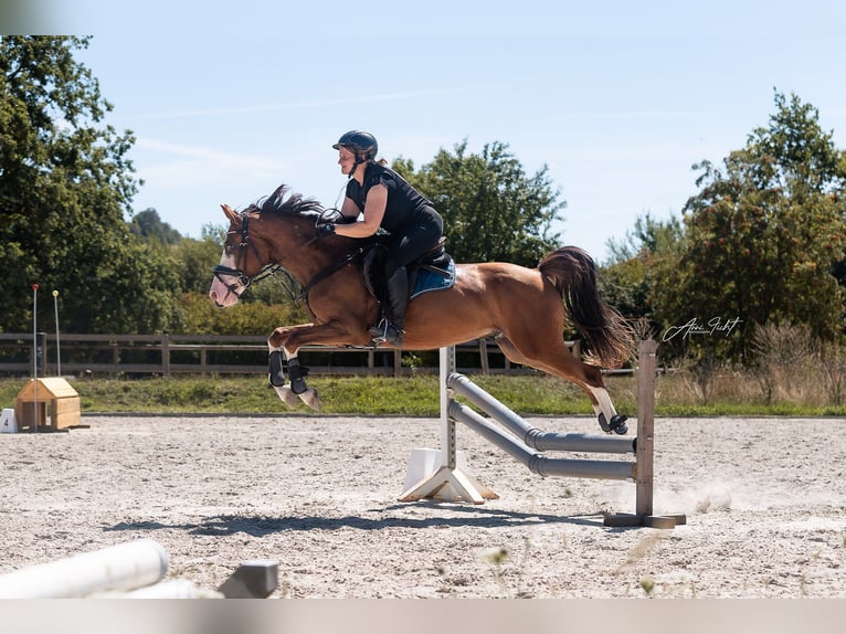 Deutsches Reitpony Wallach 6 Jahre 144 cm Dunkelfuchs in Reiskirchen