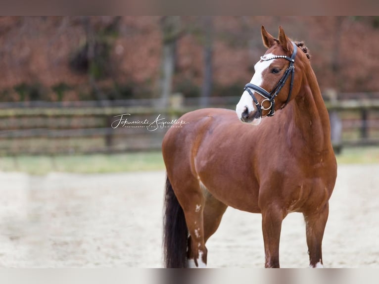 Deutsches Reitpony Wallach 6 Jahre 144 cm Fuchs in Hennef