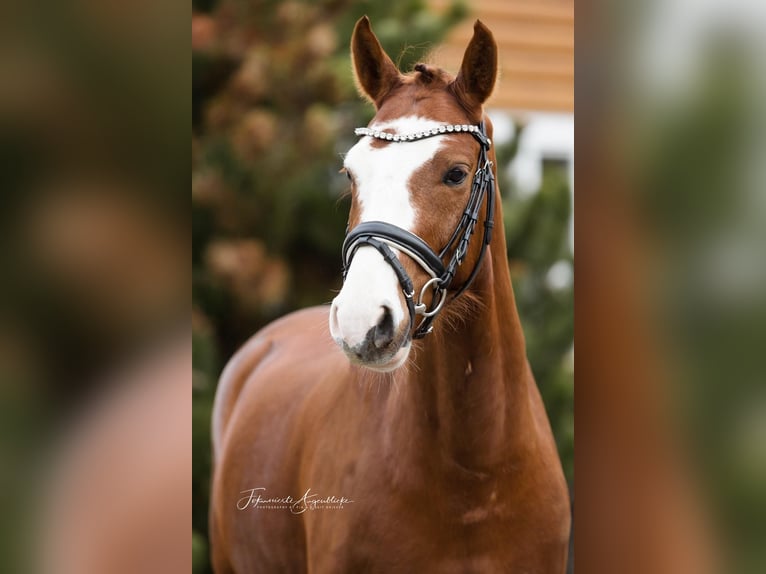 Deutsches Reitpony Wallach 6 Jahre 144 cm Fuchs in Hennef