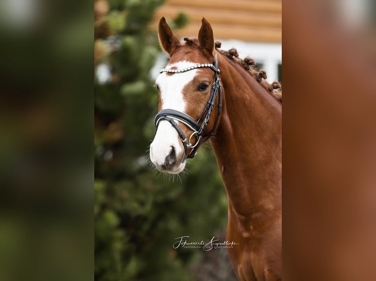 Deutsches Reitpony Wallach 6 Jahre 144 cm Fuchs in Hennef