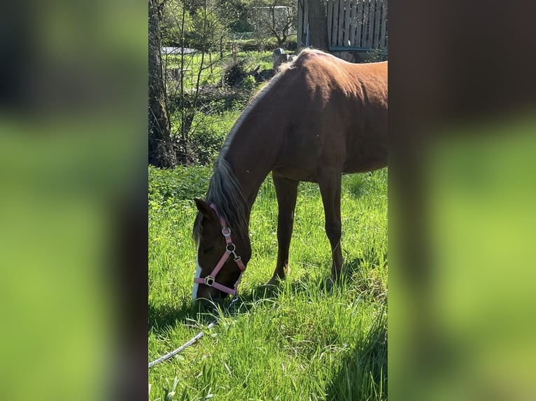 Deutsches Reitpony Wallach 6 Jahre 144 cm Fuchs in Kastellaun
