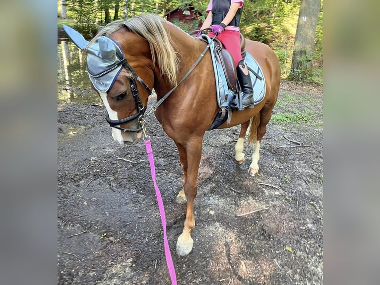 Deutsches Reitpony Wallach 6 Jahre 144 cm Fuchs in Kastellaun