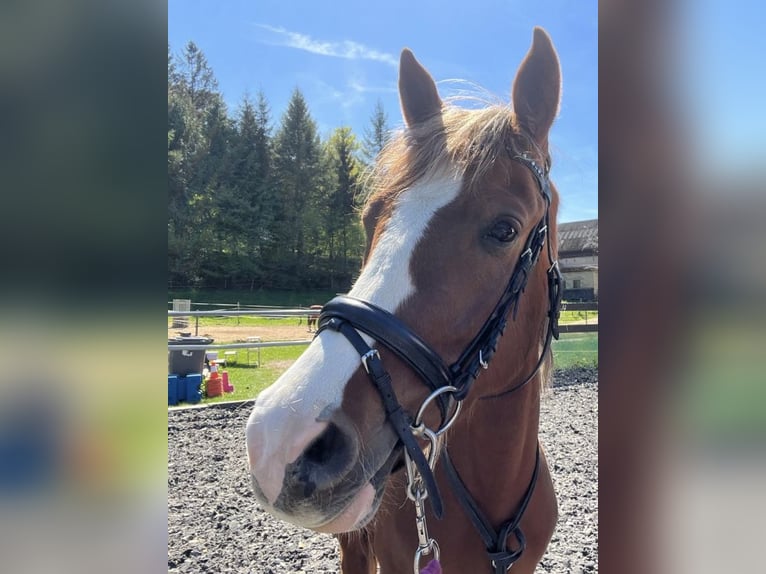 Deutsches Reitpony Wallach 6 Jahre 144 cm Fuchs in Kastellaun