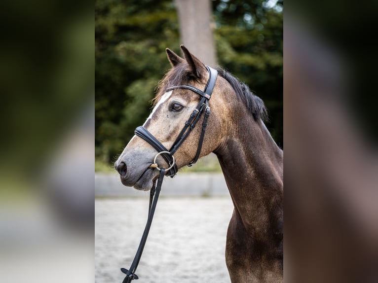 Deutsches Reitpony Wallach 6 Jahre 145 cm Buckskin in Versmold
