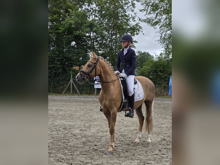 Deutsches Reitpony Wallach 6 Jahre 145 cm Palomino in Barmstedt