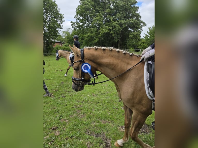 Deutsches Reitpony Wallach 6 Jahre 145 cm Palomino in Barmstedt