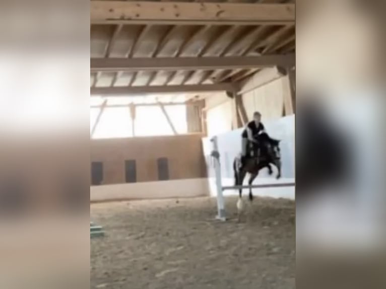 Deutsches Reitpony Wallach 6 Jahre 145 cm Schecke in Seuzach