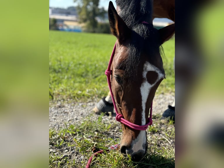 Deutsches Reitpony Wallach 6 Jahre 145 cm Schecke in Seuzach