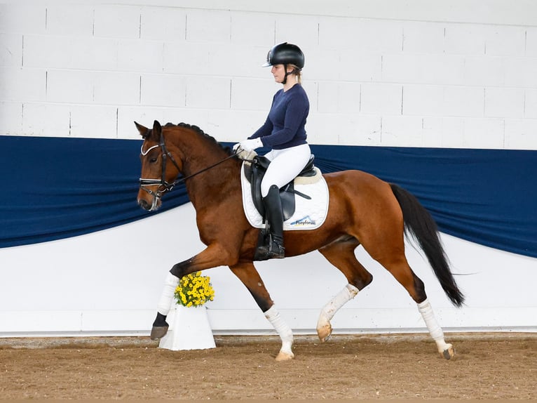 Deutsches Reitpony Wallach 6 Jahre 146 cm Brauner in Marsberg