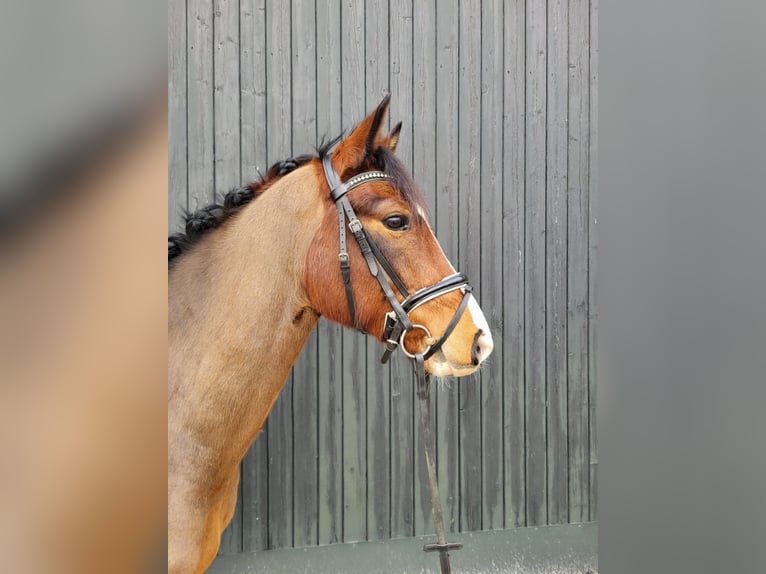 Deutsches Reitpony Wallach 6 Jahre 146 cm Brauner in Rastede