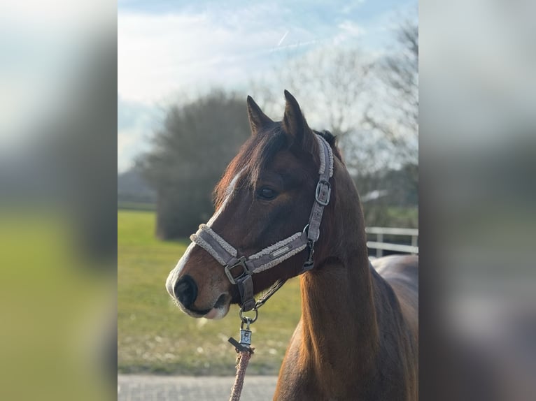 Deutsches Reitpony Wallach 6 Jahre 146 cm Brauner in Rastede