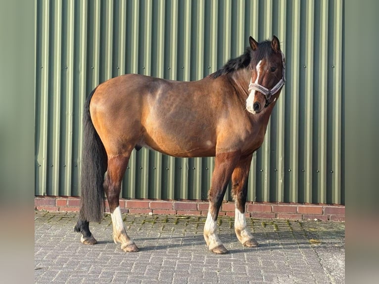 Deutsches Reitpony Wallach 6 Jahre 146 cm Brauner in Rastede