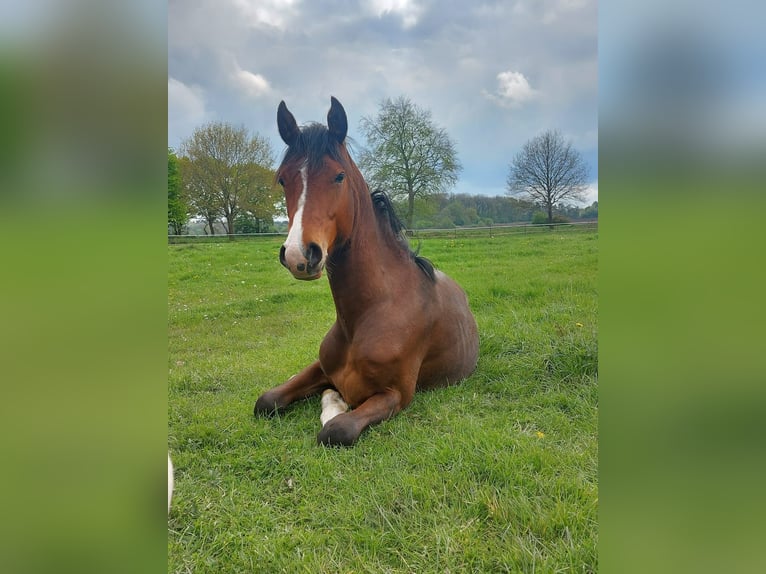 Deutsches Reitpony Wallach 6 Jahre 146 cm Brauner in Rastede