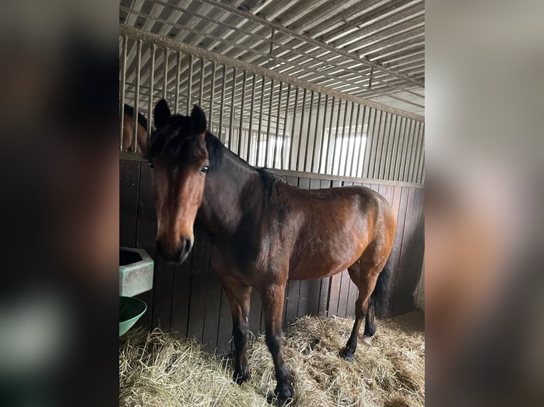 Deutsches Reitpony Wallach 6 Jahre 146 cm Brauner in Lengenfeld