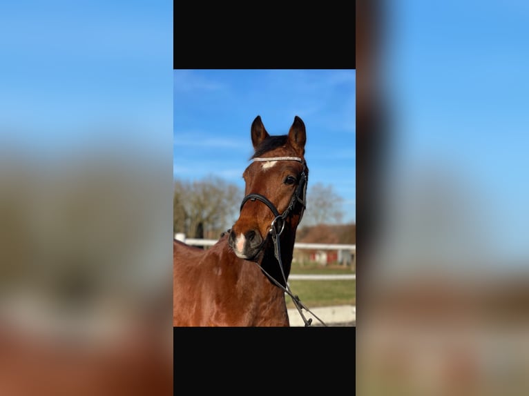 Deutsches Reitpony Wallach 6 Jahre 146 cm Brauner in Denkte