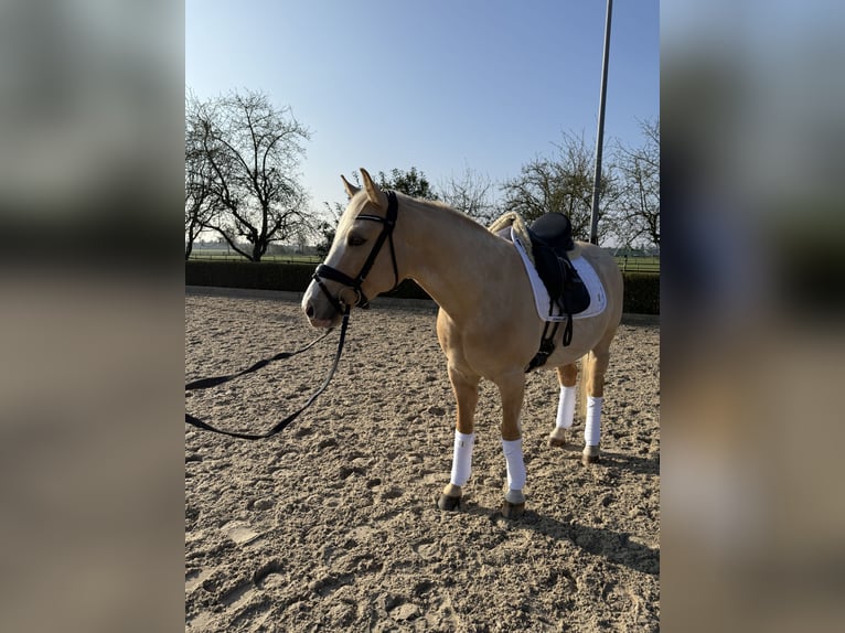 Deutsches Reitpony Wallach 6 Jahre 146 cm in Kaarst