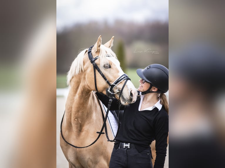 Deutsches Reitpony Wallach 6 Jahre 146 cm in Kaarst