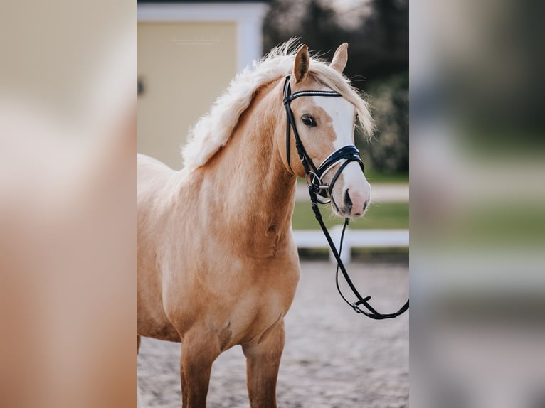 Deutsches Reitpony Wallach 6 Jahre 146 cm in Kaarst