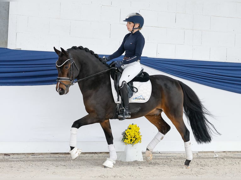 Deutsches Reitpony Wallach 6 Jahre 146 cm Dunkelbrauner in Marsberg Deutsches Reitpony Wallach 6 Jahre 146 cm Dunkelbrauner in Marsberg