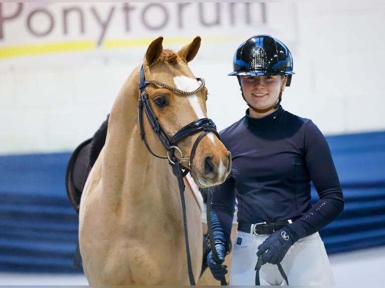 Deutsches Reitpony Wallach 6 Jahre 146 cm Dunkelfuchs in Marsberg