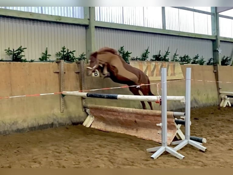 Deutsches Reitpony Wallach 6 Jahre 146 cm Fuchs in Böhnhusen