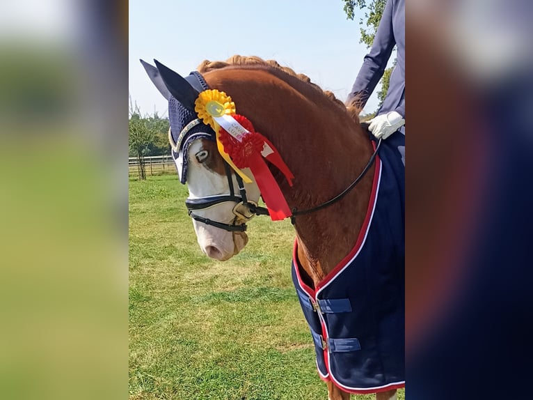 Deutsches Reitpony Wallach 6 Jahre 146 cm Fuchs in Perl