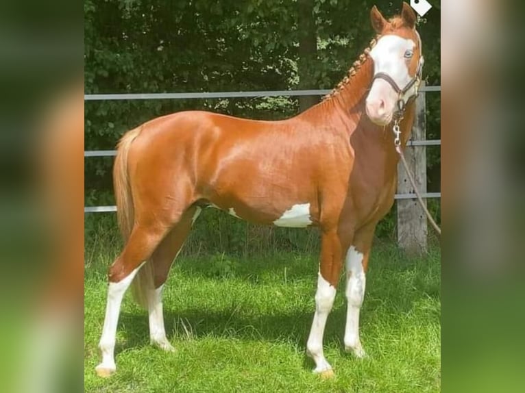 Deutsches Reitpony Wallach 6 Jahre 146 cm Fuchs in Perl