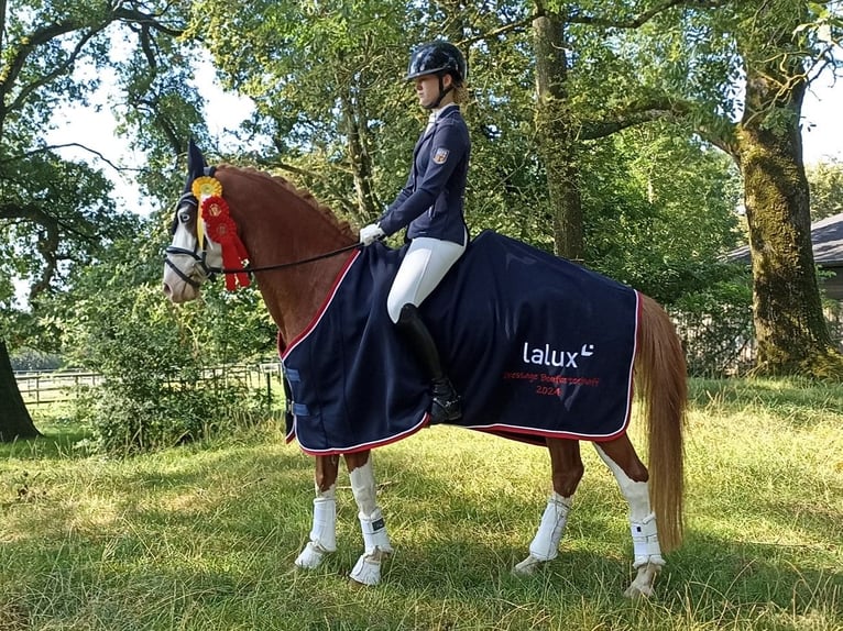 Deutsches Reitpony Wallach 6 Jahre 146 cm Fuchs in Perl