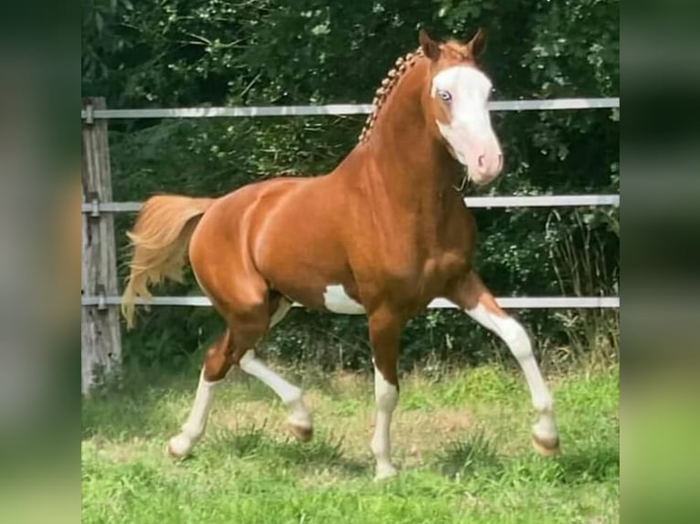 Deutsches Reitpony Wallach 6 Jahre 146 cm Fuchs in Perl